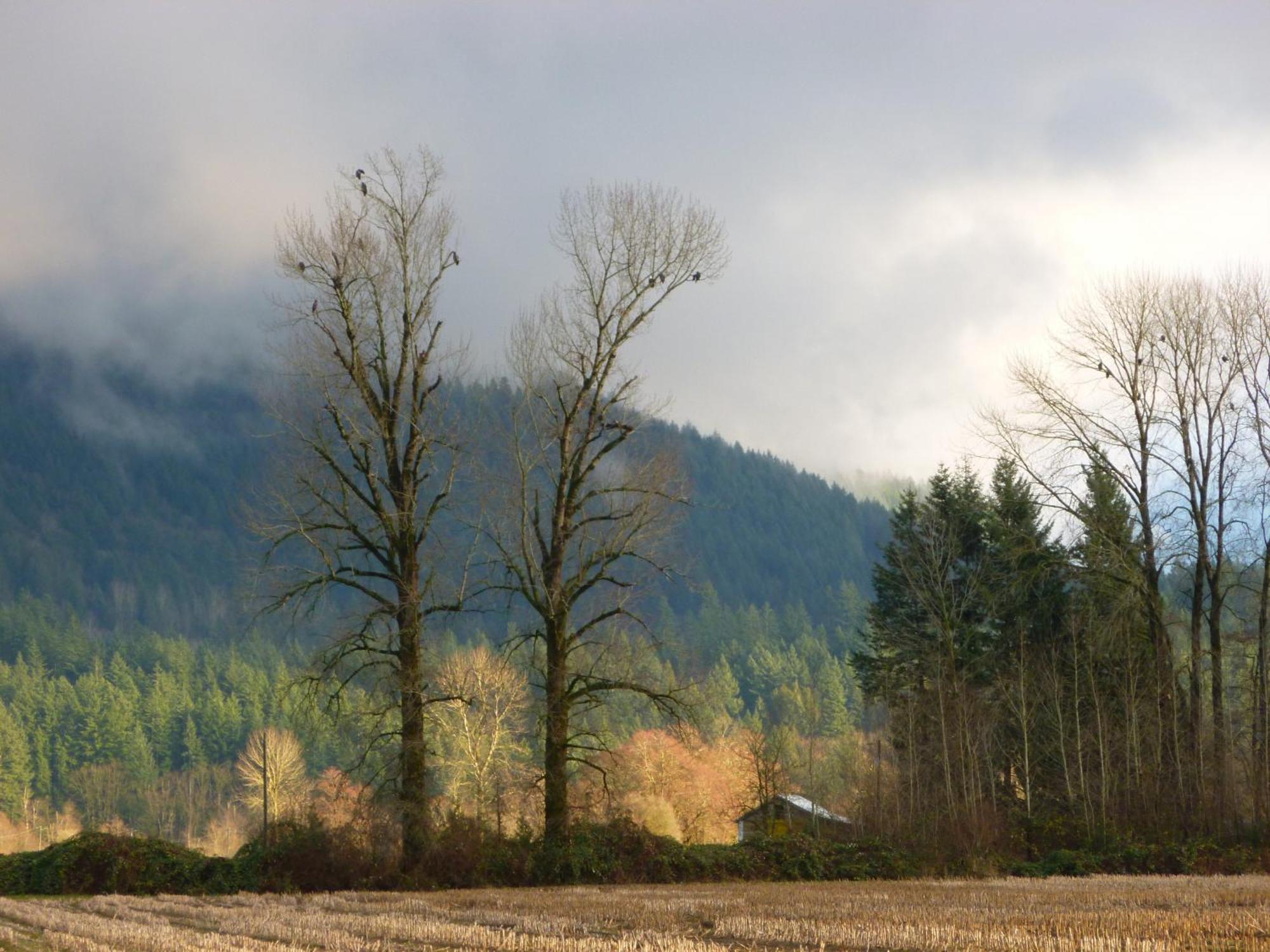 Harrison Hammond House Farmstay Harrison Mills Εξωτερικό φωτογραφία